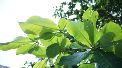 Obraz premium Leaf on Summer, Thailand