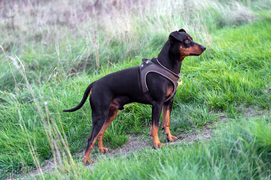 Black and tan german pinscher portrait on summer time. Tan-and-black German Pinscher with uncropped tail and ears standing in green grass
