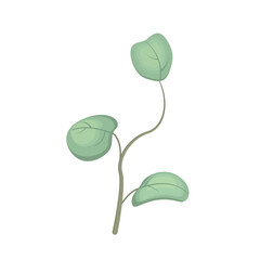 A vector branch of a eucalyptus tree with cartoon-style leaves on a white background is isolated