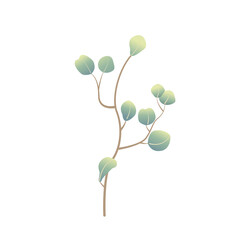 Vector eucalyptus branch in cartoon style on white background isolated