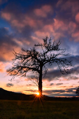 Baum im Sonnenuntergang