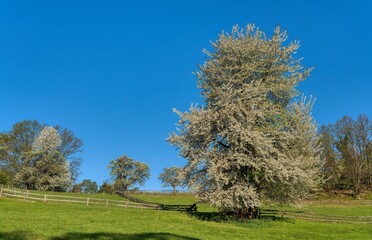 tree with blossoms in the field