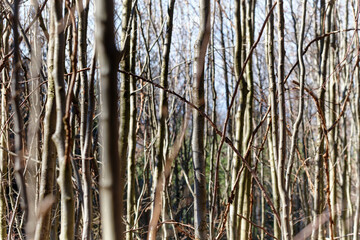 Natural background pattern with an abundance of thin bare trees, twigs and trunks on a sunny February day in Germany