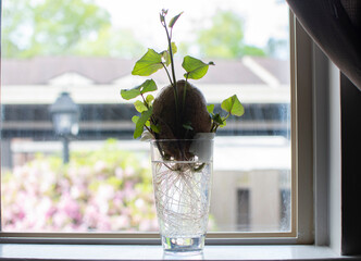 sprouting sweet potato in the water showing roots in a glass of water. Propagation in water