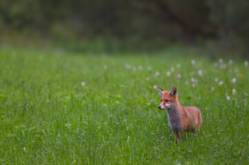 Naklejka na ściany i meble Ein junger Fuchs auf einer schönen Blumenwiese.