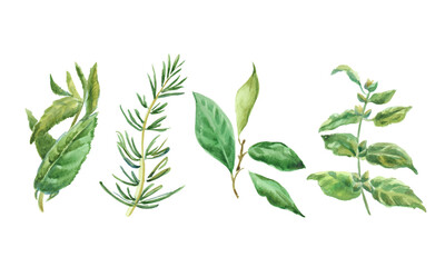 Rosemary, basil, culinary herbs vector illustration. Watercolor illustration.