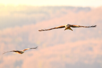 Zwei Falken im Flug und Sonnenuntergang im Hintergrund.