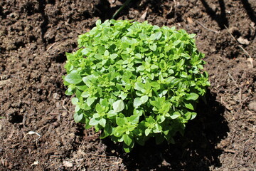Basilic, petites feuilles dans le jardin potager