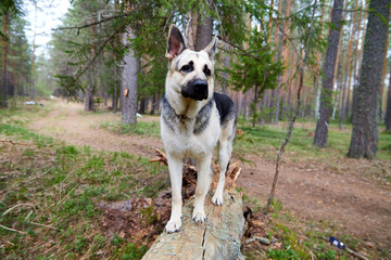 Atypical white Dog German Shepherd in a forest in a summer, spring or autumn day. Albino with white and black fur