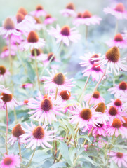 Fototapeta premium Nature background with spring flowers. Selective and soft focus.
