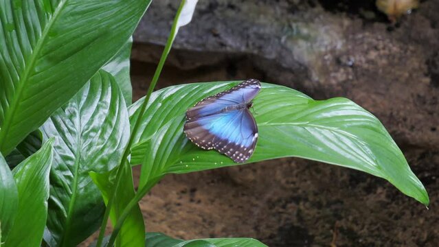 Macro Shot Of A Blue Morpho Butterfly (Peleides Blue Morpho) Perched On Top Of Green Leaf