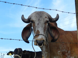 Torito