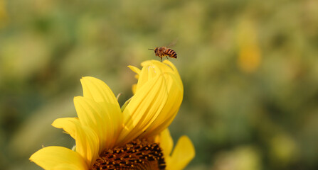 Honey bee flying on a sunflower close-up shot. Honey bee collecting pollen and nectar from a sunflower. Beautiful yellow sunflower on a sunny day. Sunflowers in a garden with a natural background.