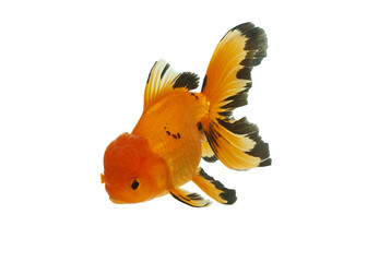 Goldfish Oranda three color
