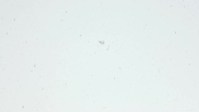 Snowflakes background. Heavy Falling snow on white sky background. Winter storm snowy background. 4k resolution.