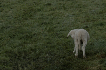 Obraz premium A sheep in the pasture in the morning.