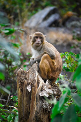 An Indian monkey sitting on tree top in a lush green forest. The bonnet macaque (Macaca radiata), also known as zati, is a species of macaque endemic to southern India.