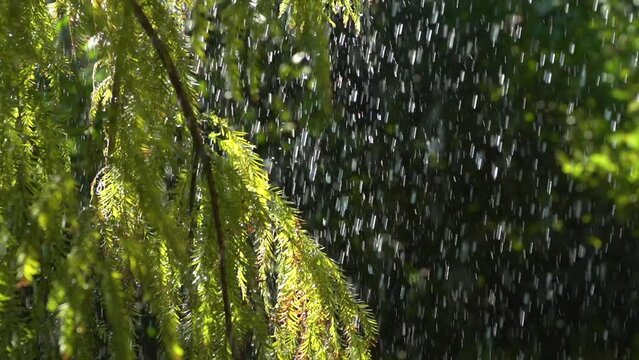 Rain falling on leaves of a plant, slow motion