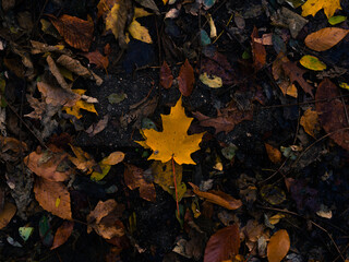 Yellow Leaf on the Ground