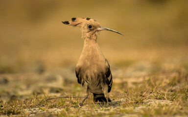 Common hoopoe or African hoopoe, Eurasian hoopoe, Madagascar, Saint Helena hoopoe bird face close...