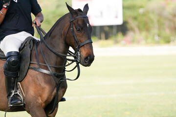 polo horse on the field