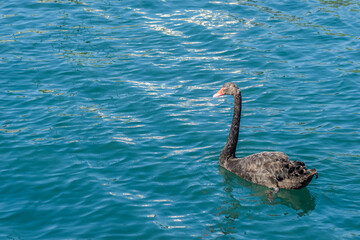 A pair of black swans on the sea surface.