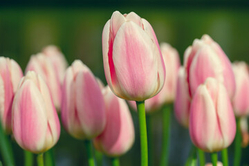 Naklejka premium Tulips