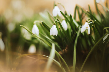 Beautiful delicate flowers of snowdrops with white petals bloom among green leaves on a sunny clear day in March. Flowers in early spring.