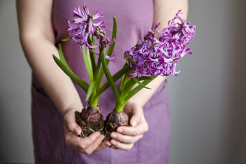 Hyacinth purple flowers with roots in woman hands, transplanting plants