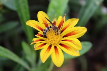 Wasp on a flower