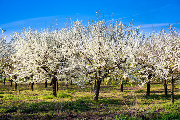 Fototapeta na wymiar Tree with White Spring Blossoms of Cherry in the Garden.