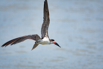 Water bird, a Black Skimmer, Rynchops niger, flying above the ocean, hunting for fish off the coast...