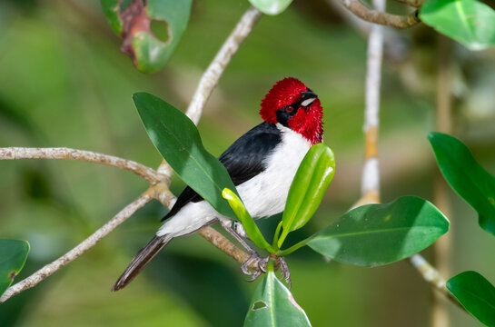 Masked Cardinal, Paroaria gularis nigrogenis, Small bird with beautiful shiny red head and a red eye perched in a mangrove forest in Trinidad and Tobago. Red, white and black colors.