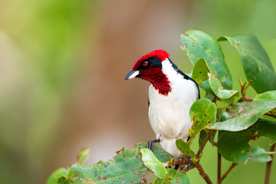 Masked Cardinal, Paroaria gularis nigrogenis, Small bird with shiny red head and close up of its red eye perched in a mangrove forest in Trinidad, West Indies, soft pastel colored background.