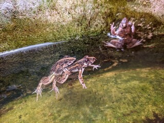 Frogs are mating in a pond.