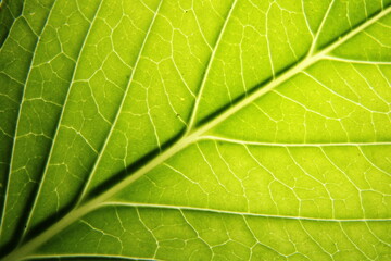 Fototapeta na wymiar Hoja verde de la planta Hortensia con largos pecíolos, son ovaladas y de color verde oscuro, iluminada por debajo presenta un color claro con nervaduras marcadas y textura en la superficie 