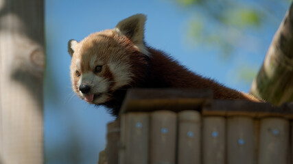 Le panda roux