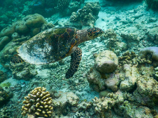 Naklejka na ściany i meble sea turtle swimming under the tropical sea