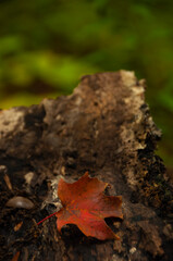 Red maple leaf on a stump