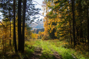 Obraz premium Forest edge on a sunny day