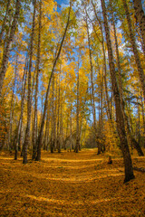 Autumn forest. Carpet of yellow leaves on the ground