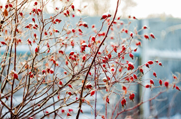 rose hips in hoar frost on a frosty winter day