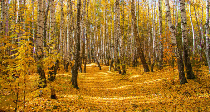 Autumn Landscape. Carpet Of Yellow Leaves On The Ground