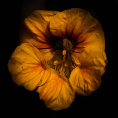 Yellow Nasturtium Macro on a Dark Background