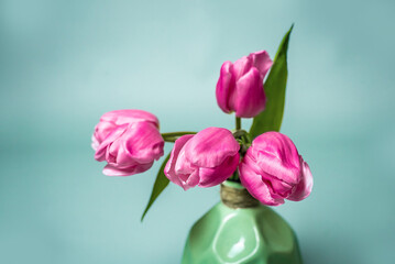 Studio close up photo of light green vase with bouquet of five pink tulip flowers on aquamarine background. Postcard, cover, wallpaper