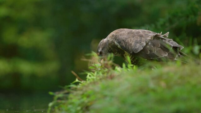 Low close static shot of a buzzard standing on the grassy bank of a pond looking and searching with dapple light filtering through the trees