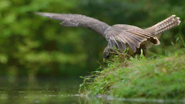 Low close static shot of a buzzard on the edge of a pond spread is wings and pounce into the water, slow motion