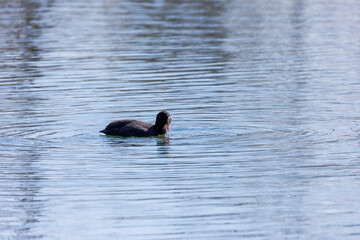 A coot swims in the water of a lake