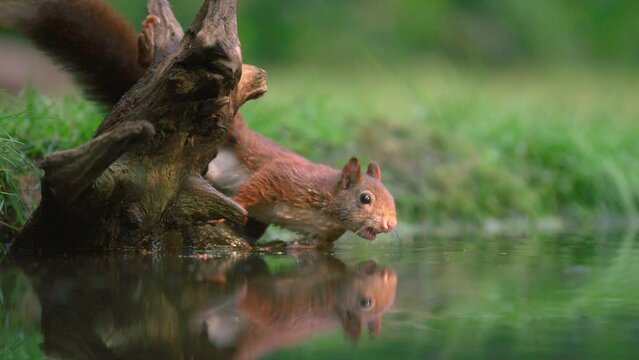 Small squirrel swimming in calm pond fishing up floating hazelnut - slow motion