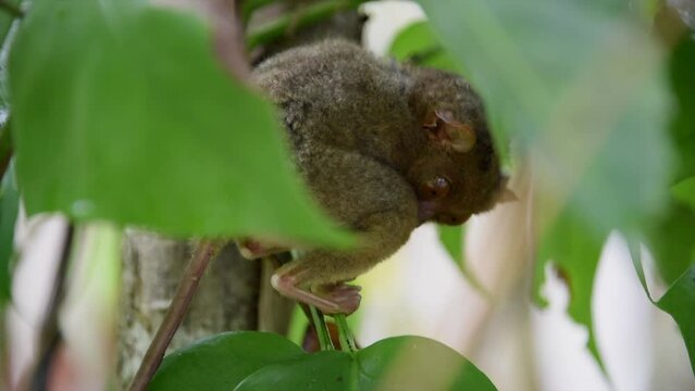Little tarsier on a Philippines island